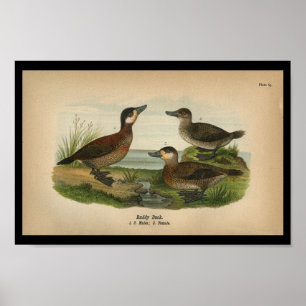 Poster Vintage 1890 Bird Print Ruddy Duck