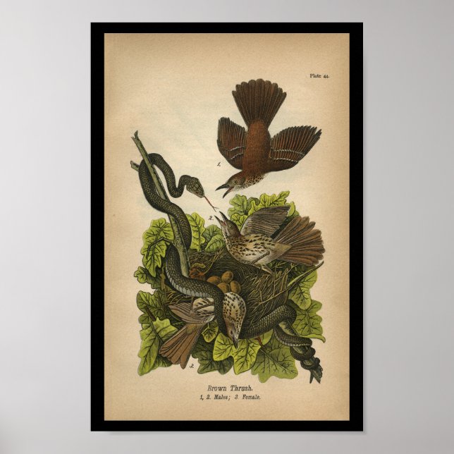 Poster Vintage 1890 Oiseaux Imprimer Poussée Brown (Devant)