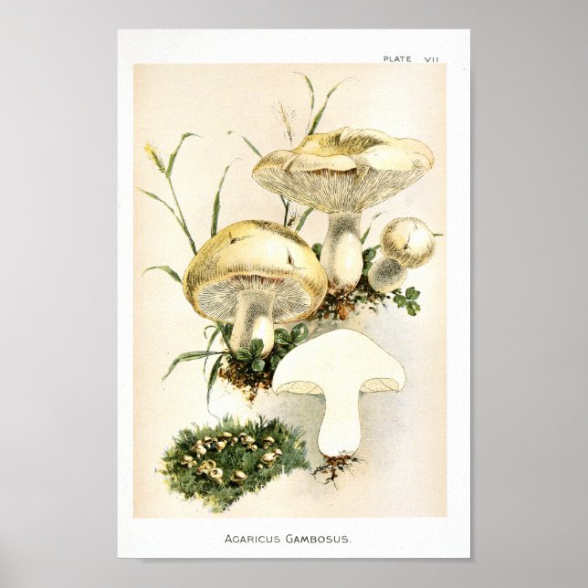 Poster Vintage 1895 Champignons Art Brown blanc Imprimer (Devant)