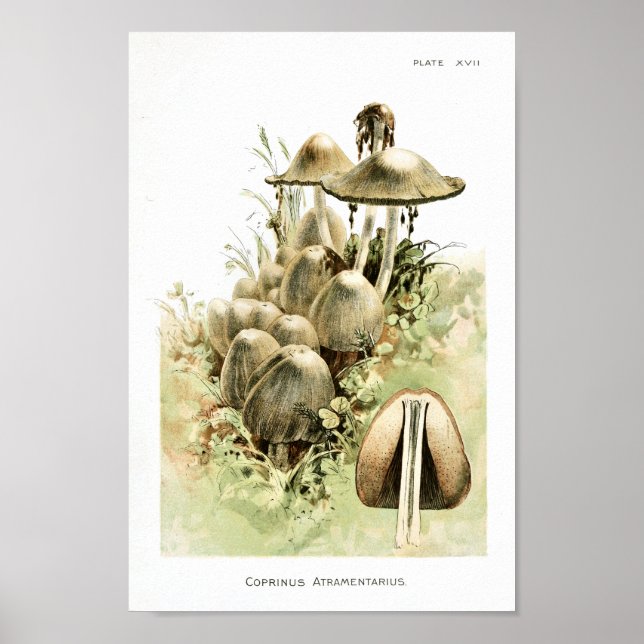 Poster Vintage 1895 Champignons Art Brown blanc Imprimer (Devant)