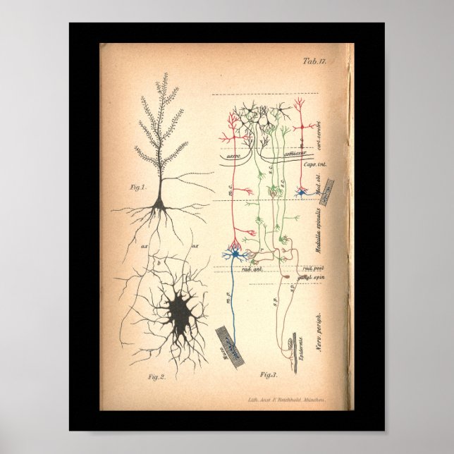 Poster Vintage 1901 Nerve Neuron Anatomie Imprimer (Devant)
