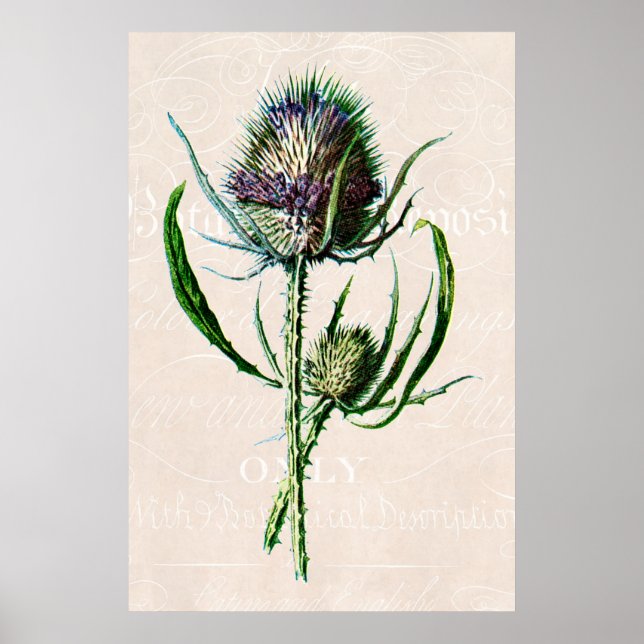 Poster Vintage 1902 Scottish Thistle Old Wild Flower (Devant)
