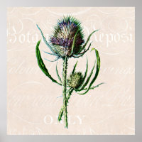 Vintage 1902 Scottish Thistle Old Wild Flower