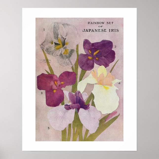 POSTER vintage À FLEURS "JAPONAIS IRIS" (Devant)