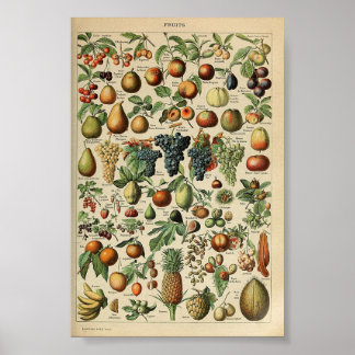 Poster vintage Adolphe_Millot_fruits-pour_tous