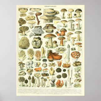 Poster vintage Adolphe Millot Imprimer Champignons