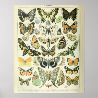 Poster Vintage Adolphe Millot Imprimer Papillons Motif-A
