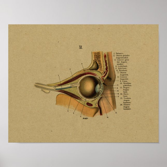 Poster Vintage allemand Anatomie Eye Print (Devant)
