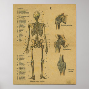 Poster Vintage allemand Anatomie Print Squelette