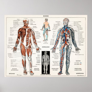 Poster Vintage Anatomical Illustration