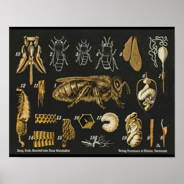 Poster vintage Anatomie d'une abeille (Devant)