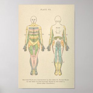 Poster Vintage Anatomy Print Dermatomes Nerve Patterns