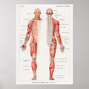 Poster Vintage Antique Diagramme Médicale anatomique fran