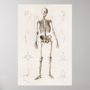 Poster Vintage Antique Médicale Squelette Anatomie Diagra