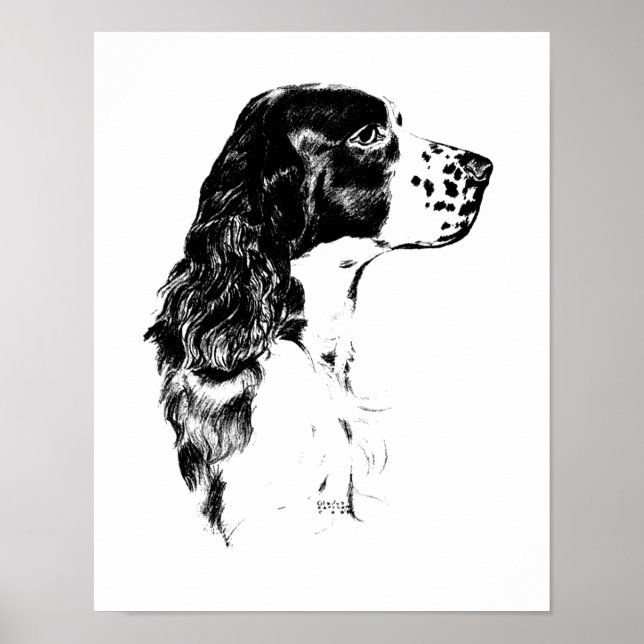 Poster vintage Art Anglais Springer Spaniel (Devant)
