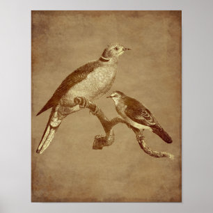Poster Vintage Art Doves Oiseau Vieilli Regarder Animal A