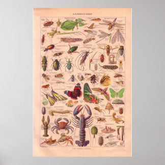 poster vintage arthopods 1920