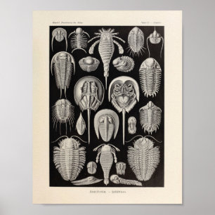 Poster Vintage Aspidonia Color Ernst Haeckel Art Print