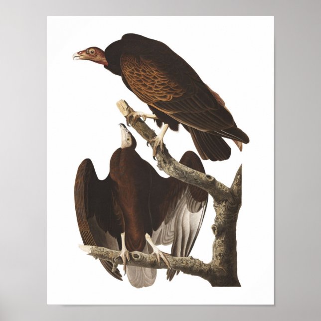 Poster vintage Audubon Turquie vautour Imprimer (Devant)