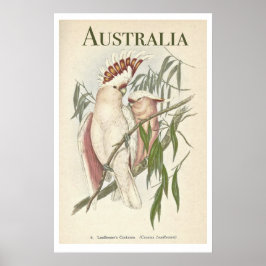 Poster vintage Australian Galah