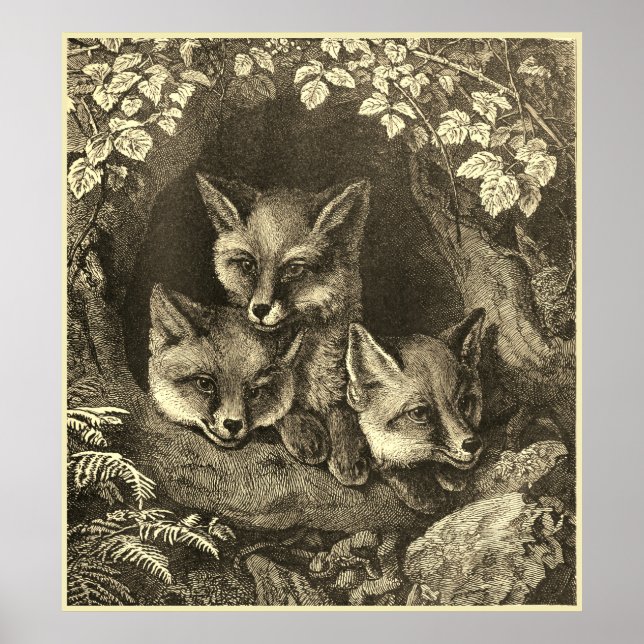 Poster Vintage baby fox woodland (Devant)
