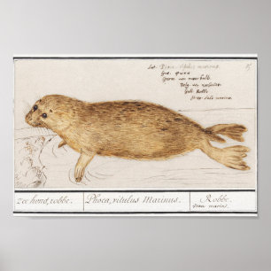 Poster Vintage Baby Seal Illustration