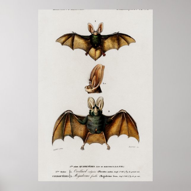 Poster Vintage Bat Illustration (Devant)