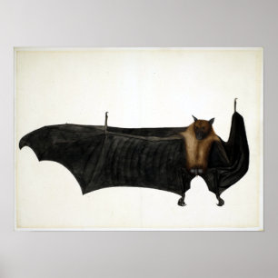Poster Vintage Bhawani Das Grande chauve-souris indienne 