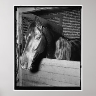 Poster Vintage Billy le cheval