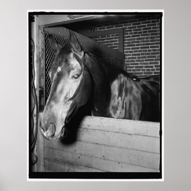 Poster Vintage Billy le cheval (Devant)