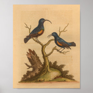 Poster Vintage Bird Blue Orange Imprimer
