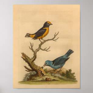 Poster Vintage Bird Blue Orange Imprimer