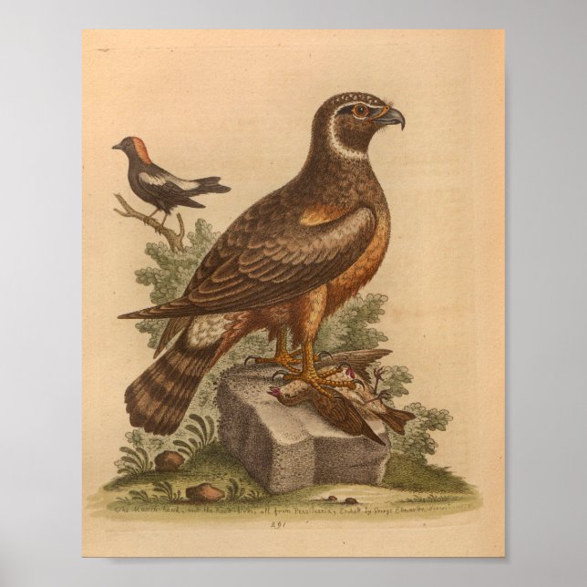 Poster Vintage Bird Brown Hawk Imprimer (Devant)