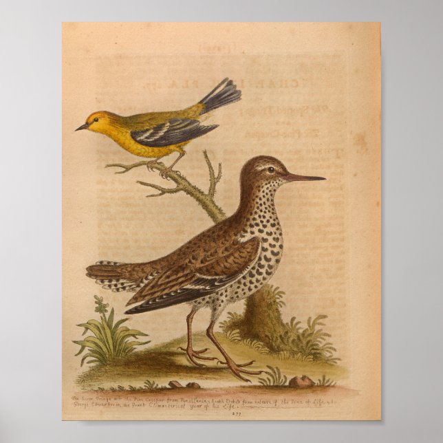 Poster Vintage Bird Brown Jaune Imprimer (Devant)