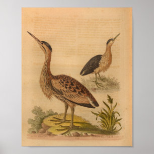 Poster Vintage Bird Brown plumes Imprimer