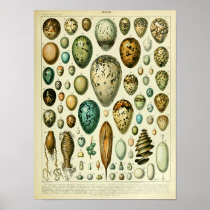 Poster Vintage Bird Eggs Illustration