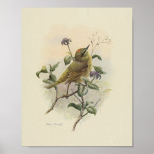Poster Vintage Bird Green Imprimer Brown