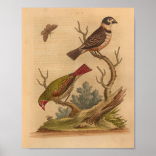 Poster Vintage Bird Green Red Print