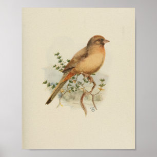 Poster Vintage Bird Imprimer Brown