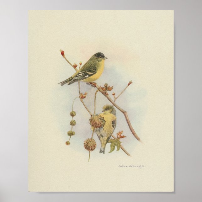 Poster Vintage Bird Jaune Brown Imprimer (Devant)