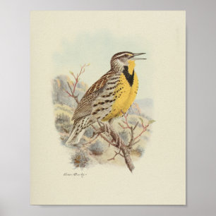 Poster Vintage Bird Jaune Brown Specké Imprimer
