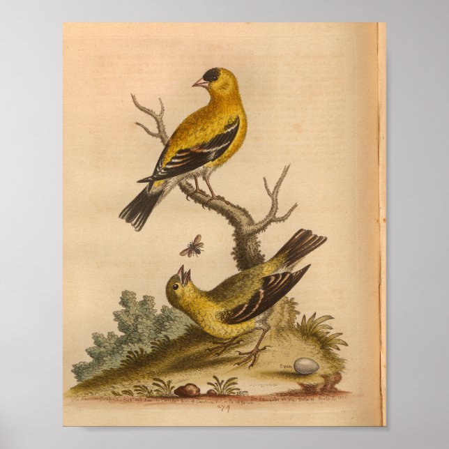 Poster Vintage Bird Jaune noir (Devant)