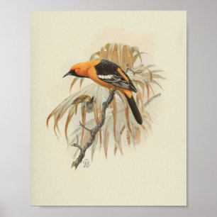 Poster Vintage Bird Orange noir