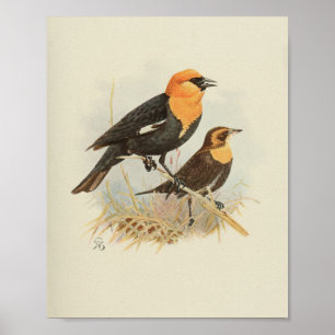 Poster Vintage Bird Orange noir