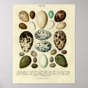Poster Vintage Bird Print #39 Egg #3