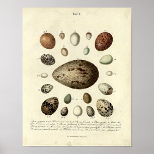 Poster Vintage Bird Print #40 Egg #4