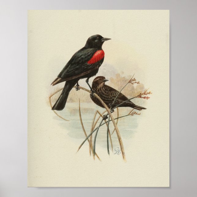 Poster Vintage Bird Red Black Print (Devant)
