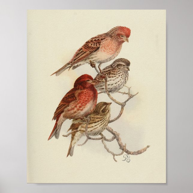 Poster Vintage Bird Red Brown Speckled Imprimer (Devant)