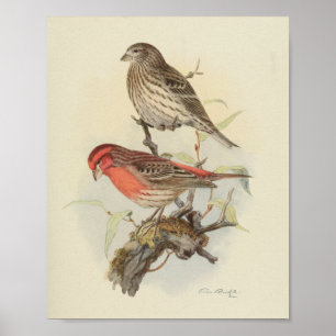 Poster Vintage Bird Red Brown Speckled Imprimer