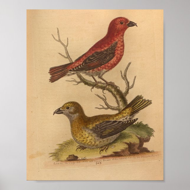 Poster Vintage Bird Rouge Jaune Imprimer (Devant)